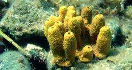 Bọt biển với bộ xương canxi cacbonat