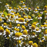 Hoa chamomile.