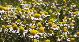 Hoa chamomile.