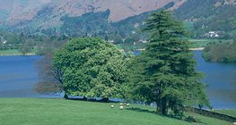 Công viên có thể được tìm thấy trong các khu vực bị phá rừng ở Anh