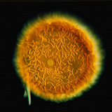 Đá quý xốp (Bọt biển)