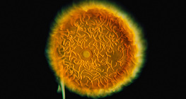 Đá quý xốp (Bọt biển)