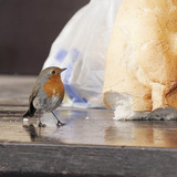 Chim cổ đỏ Châu Âu