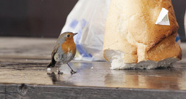 Chim cổ đỏ Châu Âu