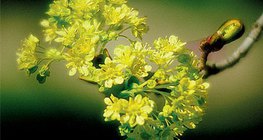 Hoa và quả của cây phong Na Uy