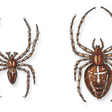 Nhện vườn châu Âu (đực và cái )