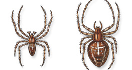 Nhện vườn châu Âu (đực và cái )