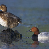 Common pochards (male and female)