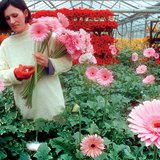 Nhà kính được sưởi ấm với một lò xo nhiệt