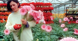 Nhà kính được sưởi ấm với một lò xo nhiệt