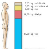 Az emberi test alkotóelemei