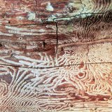 Tree chewed by beetle