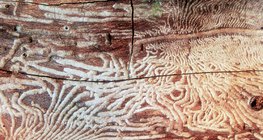 Cây bị nhai bởi bọ cánh cứng