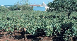 Vườn nho trên đất terra rossa