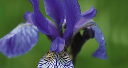Iris sibirica