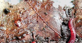 Giun đất thông thường