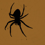 Nhện vườn châu Âu