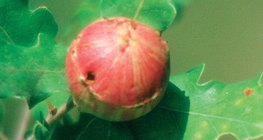 Sồi táo, hoặc sồi mật