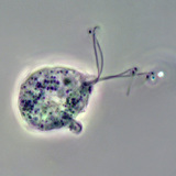 Tác nhân gây bệnh của trùng roi âm đạo (hình ảnh tương phản pha)