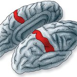 The place in the cerebral cortex where information from skin receptors are processed