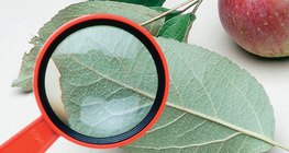 Kiểm tra lá của cây táo