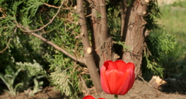 Hoa tulip
