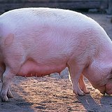 Domestic pig