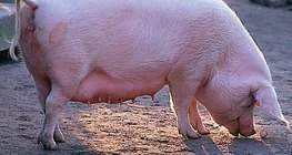 Lợn nhà