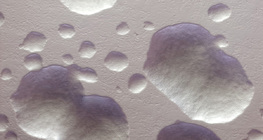 Các khuẩn lạc vi khuẩn E.coli (không màu, trắng)