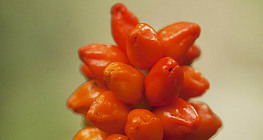 Quả cây chân bê