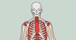Nơi hình thành của các tế bào máu