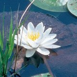 European white waterlily