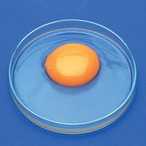 Các bộ phận của một quả trứng