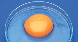 Các bộ phận của một quả trứng