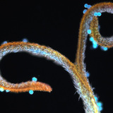 Nhụy hoa bồ công anh với phấn hoa