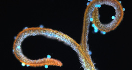 Nhụy hoa bồ công anh với phấn hoa