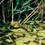 Bộ Song tinh tảo