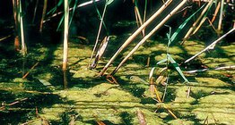 Bộ Song tinh tảo