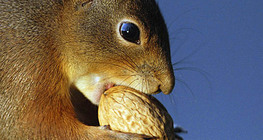Squirrel eating walnut