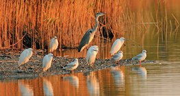 Chim nước đang tắm nắng vào buổi sáng