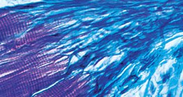 Kết nối giữa cơ và gân