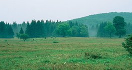 Cao nguyên Beech (Hungary)