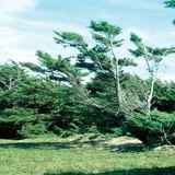 Ảnh hưởng của gió chỉ thổi theo một hướng