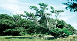 Ảnh hưởng của gió chỉ thổi theo một hướng