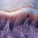 Mặt cắt ngang da ngón tay người với thụ thể