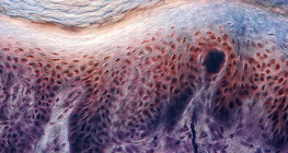 Mặt cắt ngang da ngón tay người với thụ thể