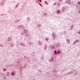 Phần của tuyến yên