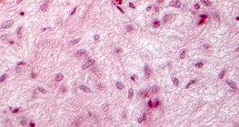 Phần của tuyến yên