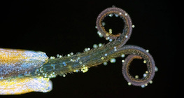 Nhụy hoa bồ công anh với phấn hoa (trong tia UV)