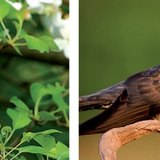 Nightingale and cuckoo